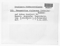 Phragmidium violaceum image